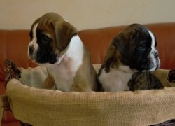 Bild:  / DSC_7182_Kiro_Kishan-6.5wo-2.jpg